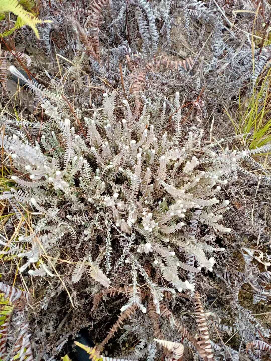 大量收白毛鹿茸草