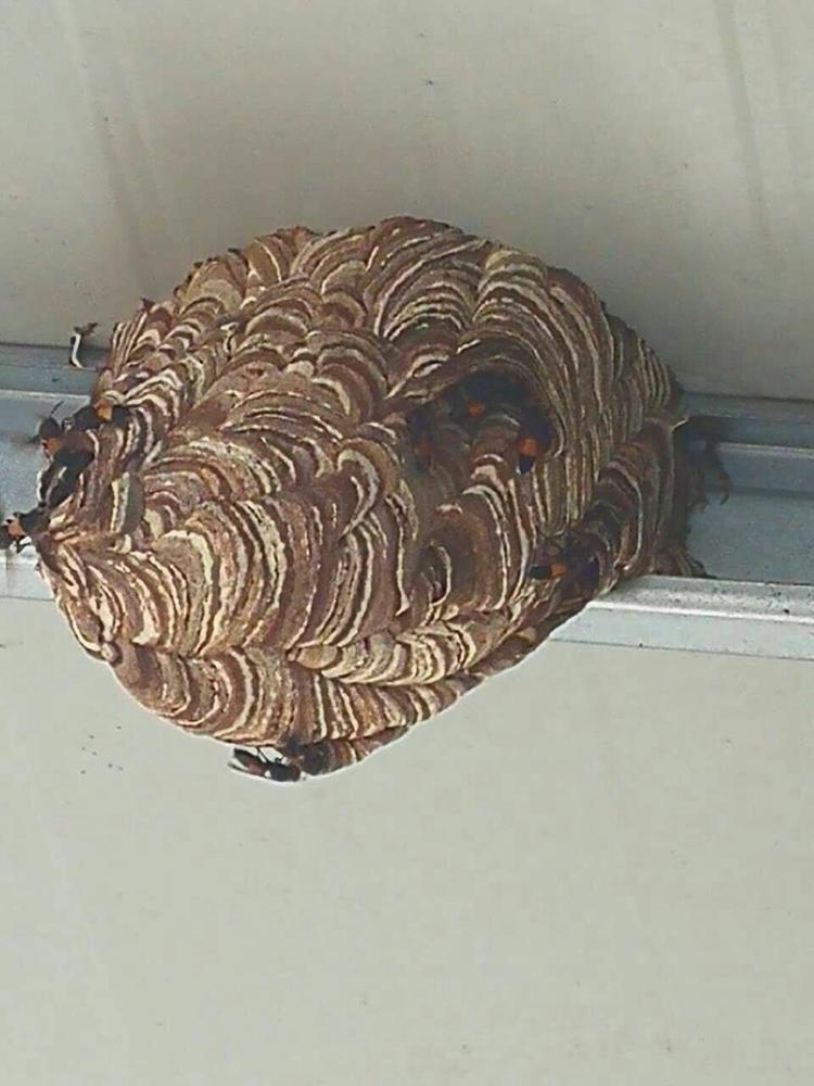 家里有一窝马蜂该怎么办呀