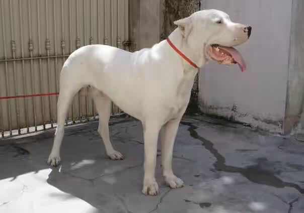 求购杜高犬,下司犬要2-3个月的公母都可以,纯种的…-铁城包打听