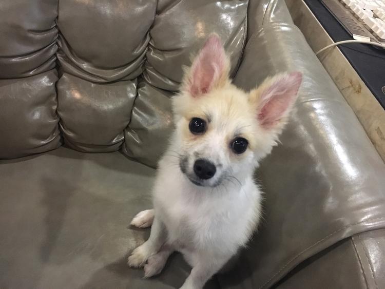 走丢了一只博美串串