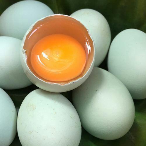 自家农村散养绿壳土乌鸡蛋,五黑土乌骨鸡(正宗的土大补鸡)需要的联系