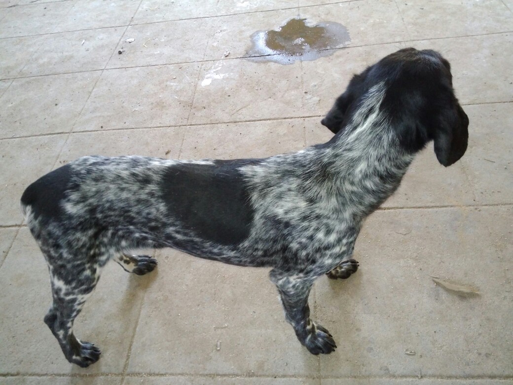 出一条猎犬波音达