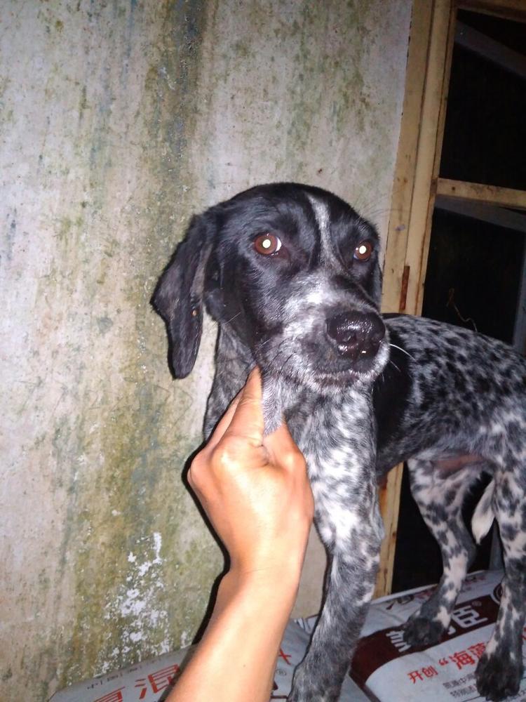 出一条猎犬波音达