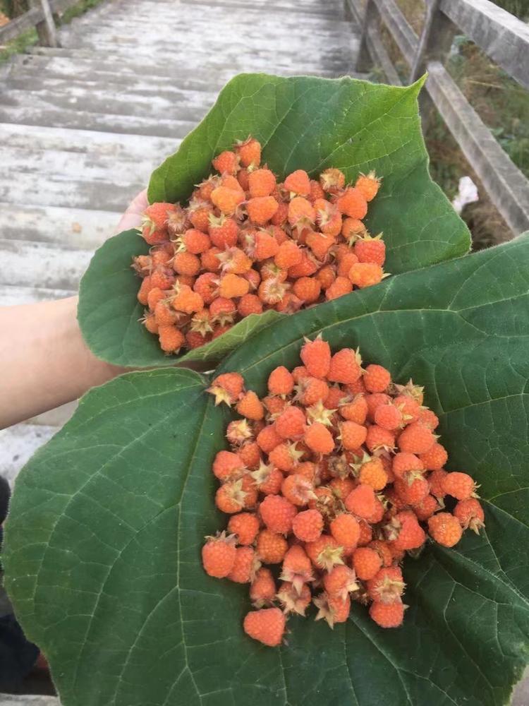 我前几天也到采树泡