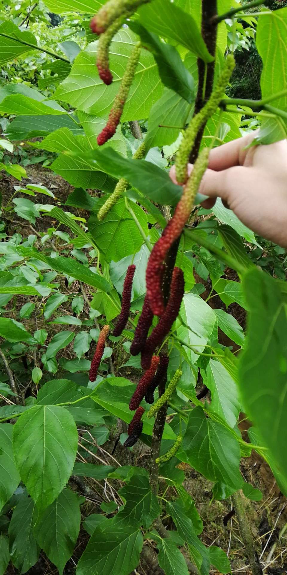 五一的好去处来王亭采摘台湾长果桑葚