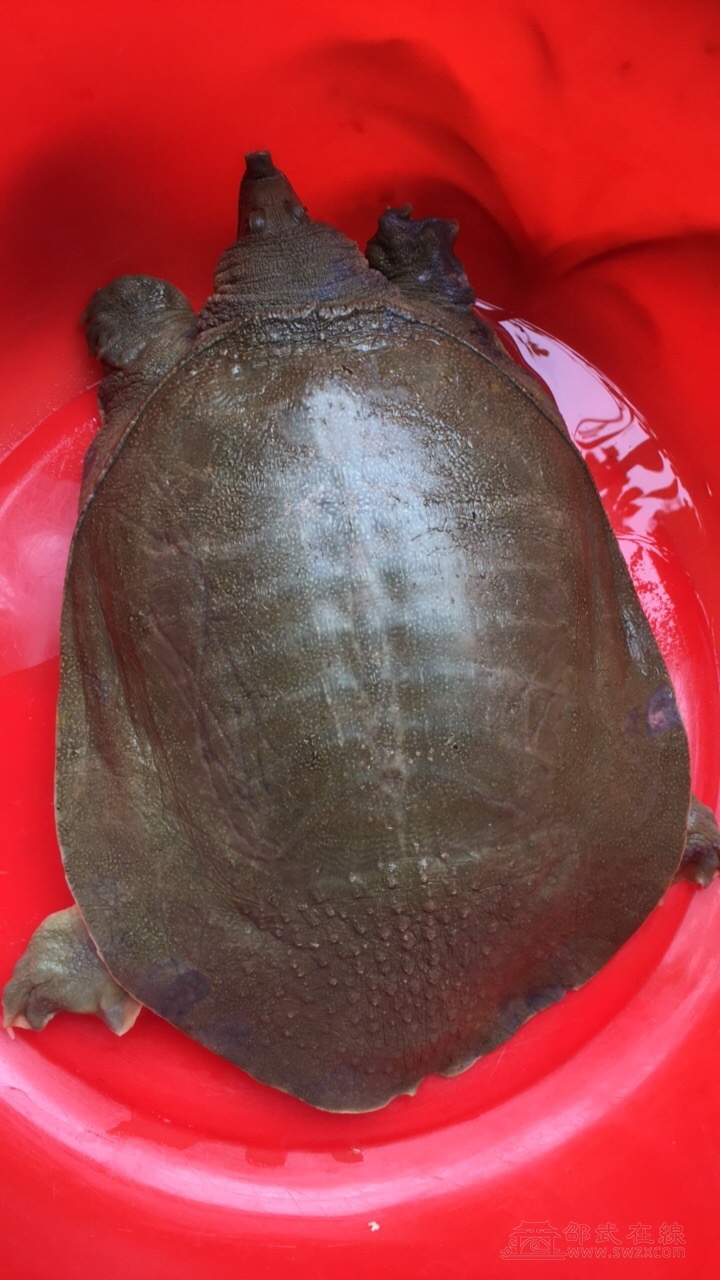 出售野生大甲鱼非诚勿扰