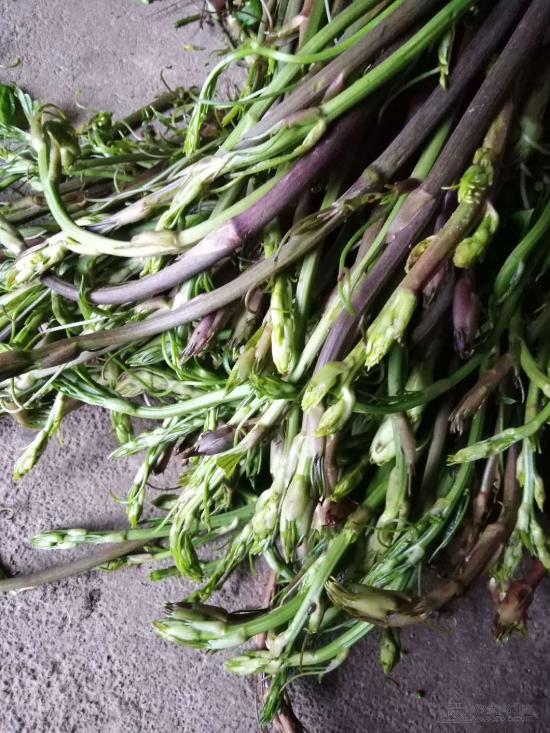 野芦笋(本地叫法)求解?