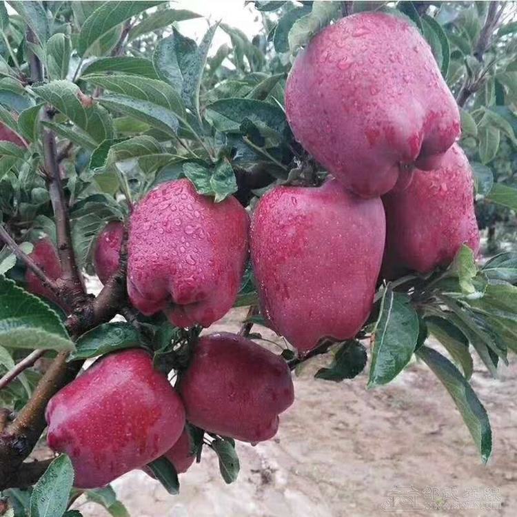 甘肃天水牛蛇果5个88元两斤半左右扫二维码进小程序购买