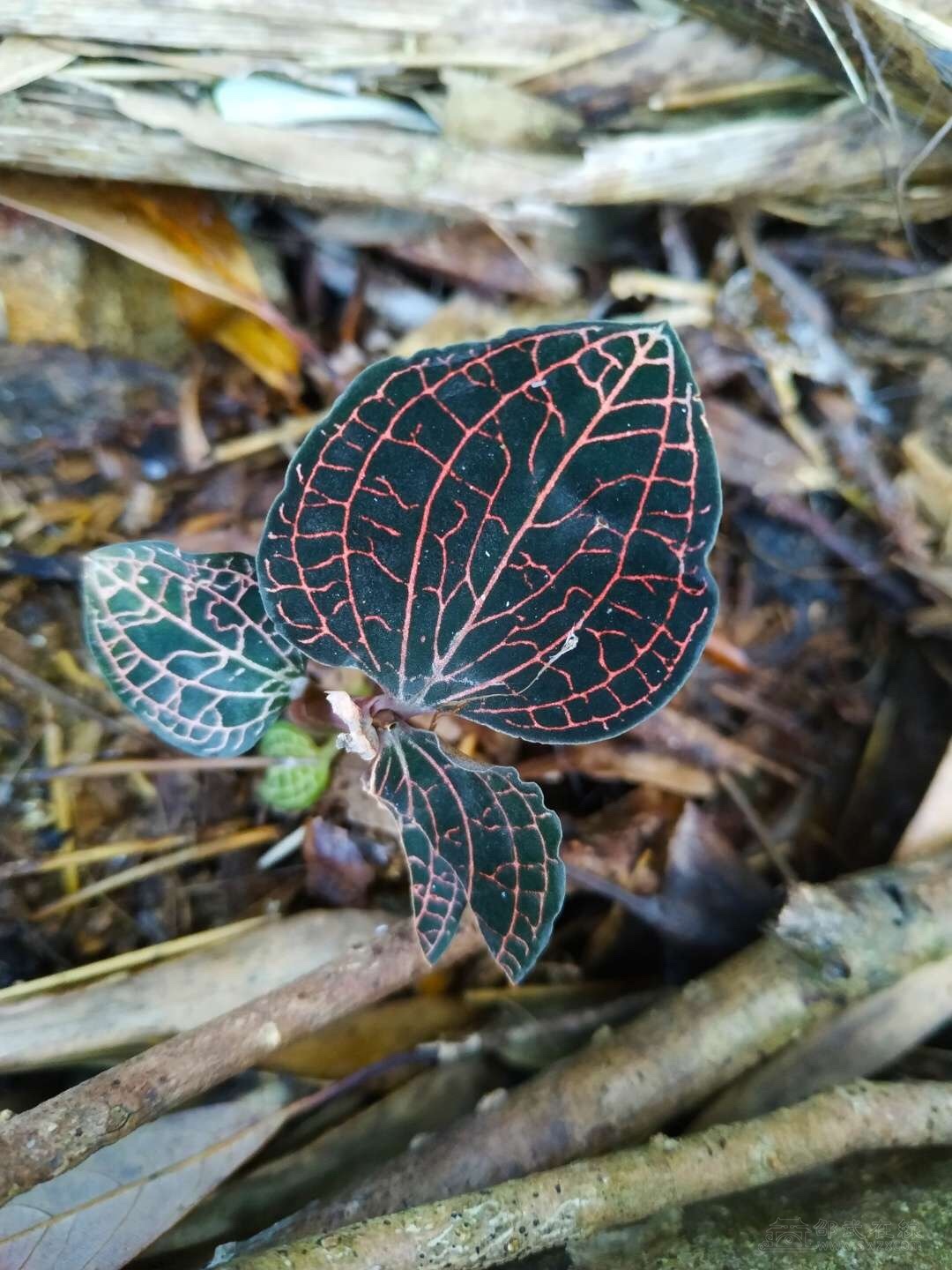 出售桂林野生金线莲-广而告之 - 网站原创 - powered by discuz!