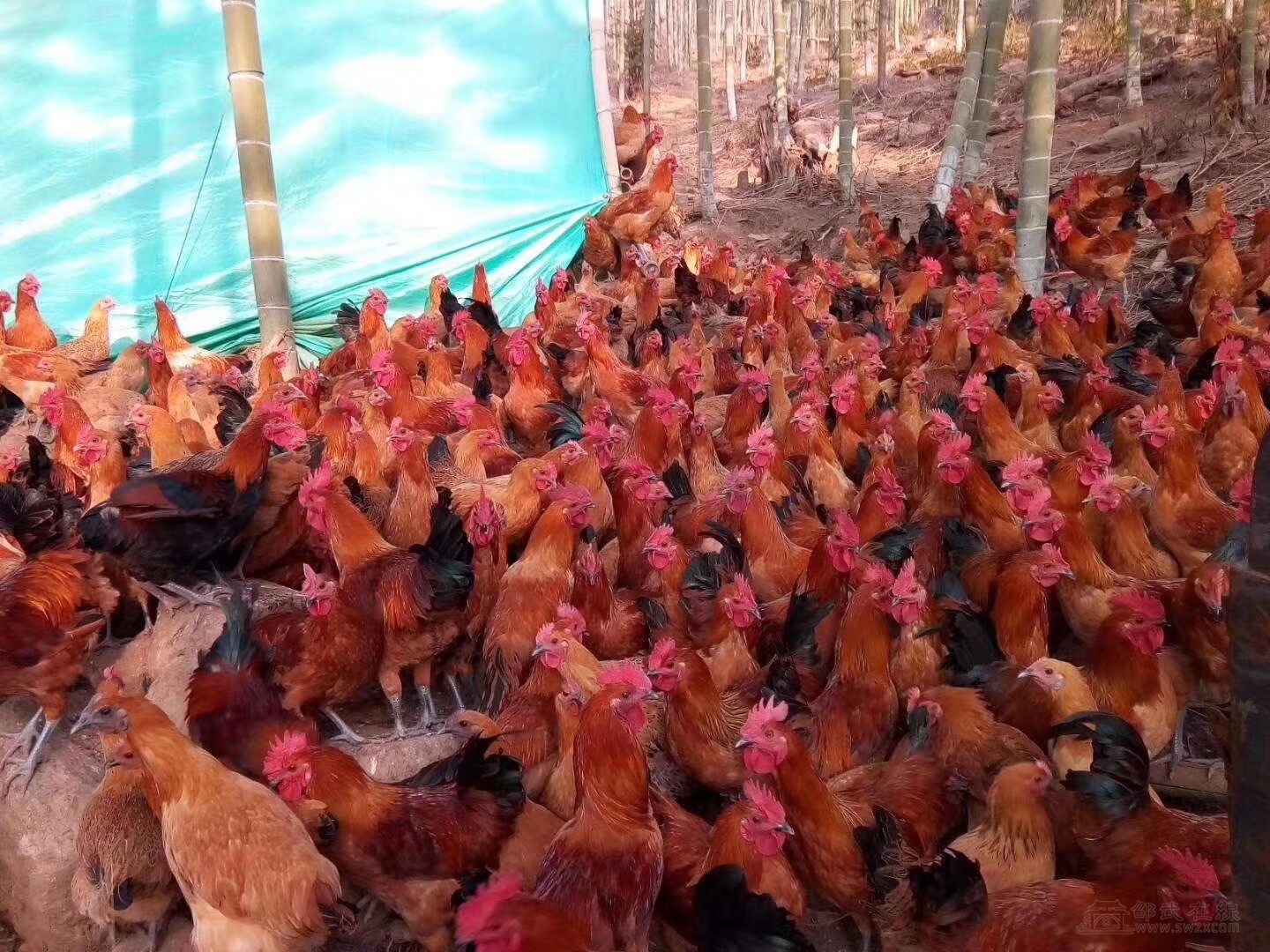 玉米饲喂竹林走地鸡买五送一需加5元限50名