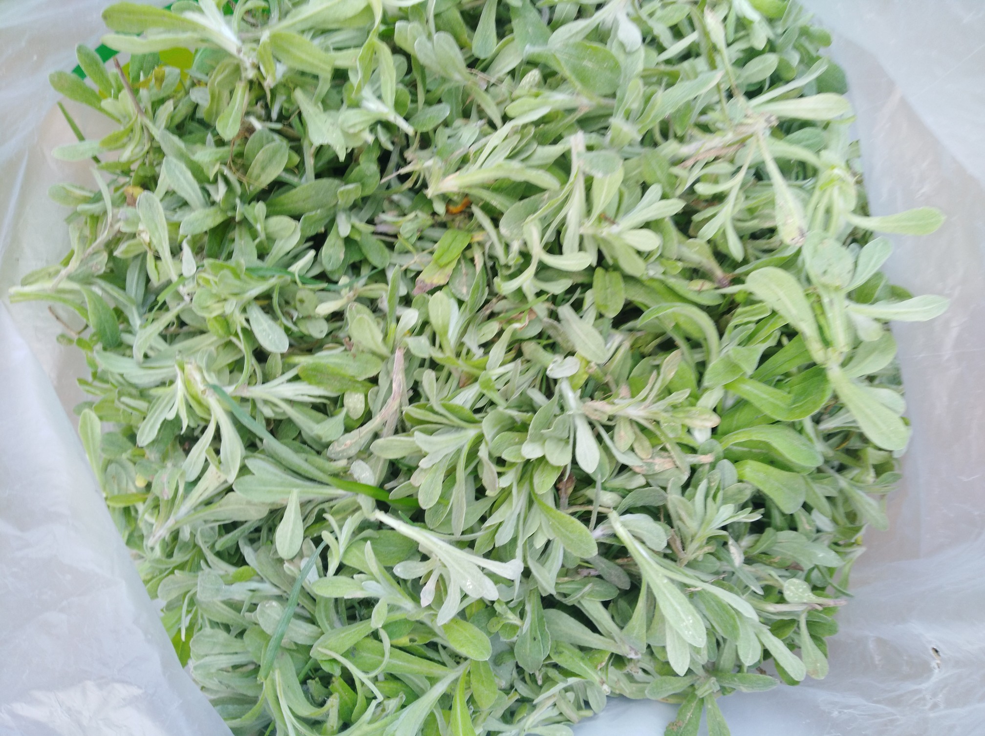 新鲜的水菊草能放冰箱速冻吗?