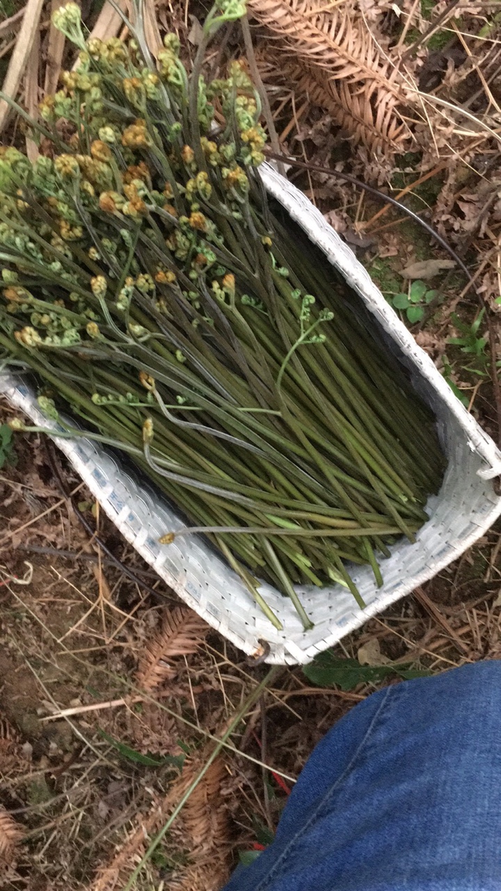 求摘蕨菜的地方