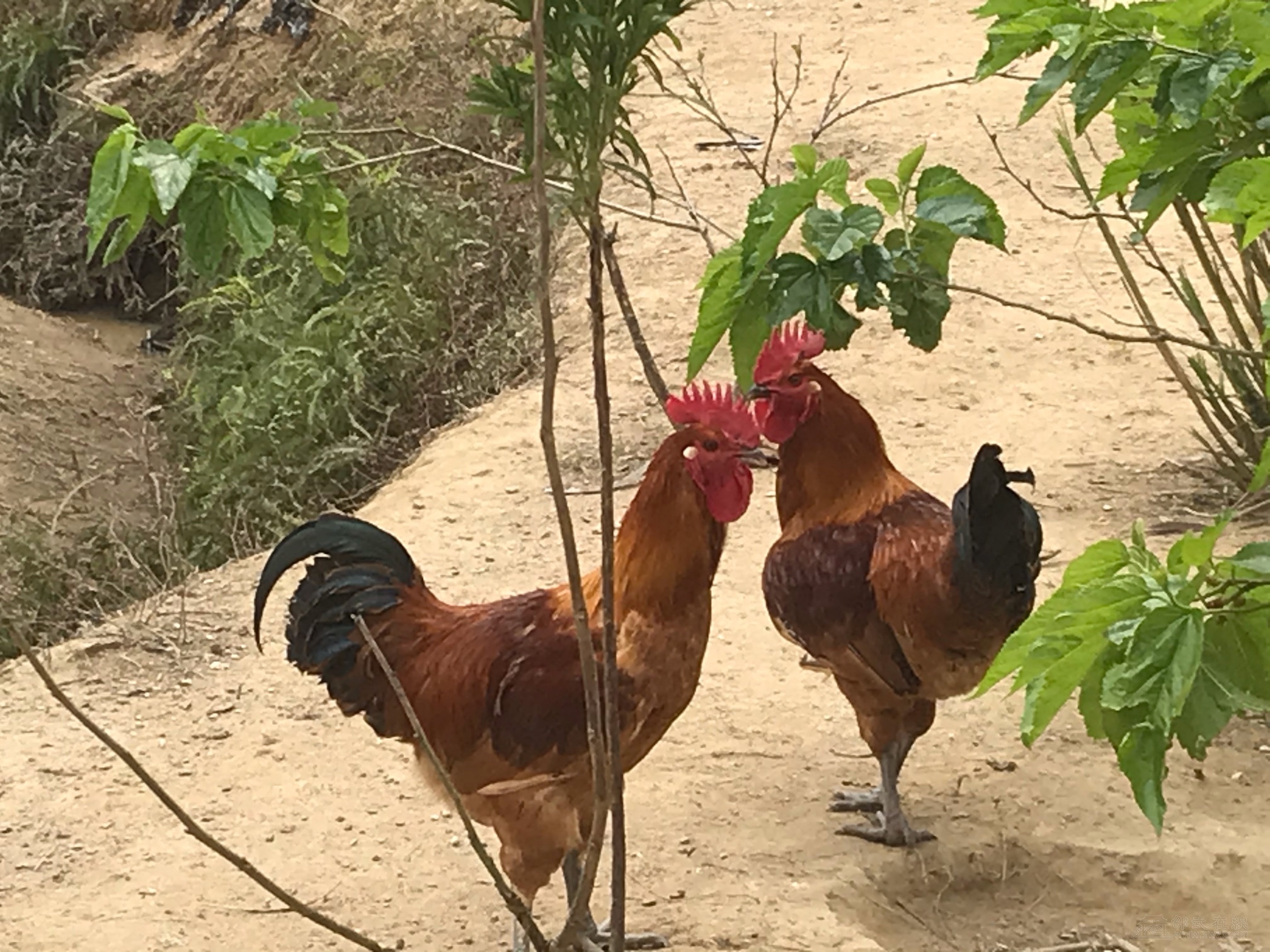 桑园放养鸡2公一母100块3只