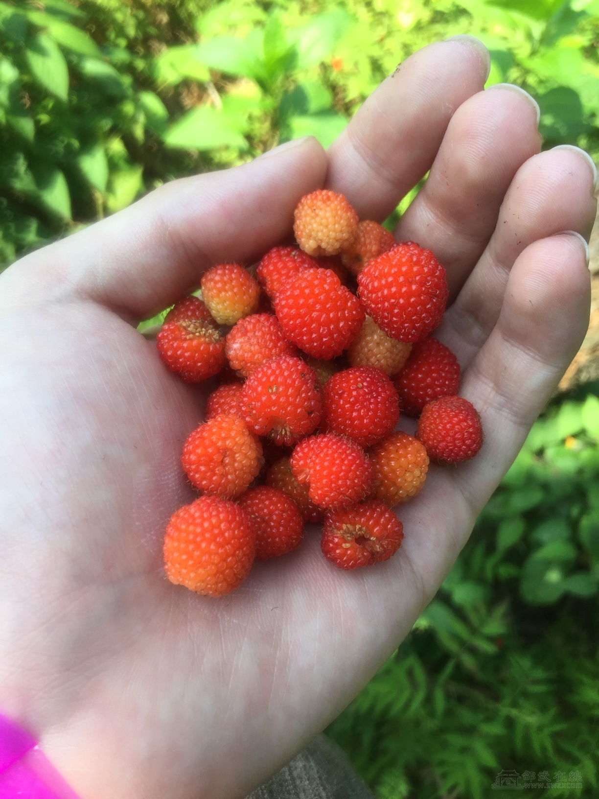 现在有人卖野泡吗