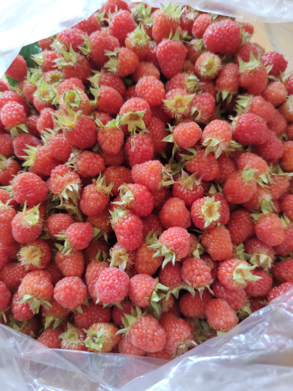 现在有人卖野泡吗