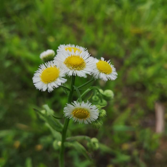 路边小野花