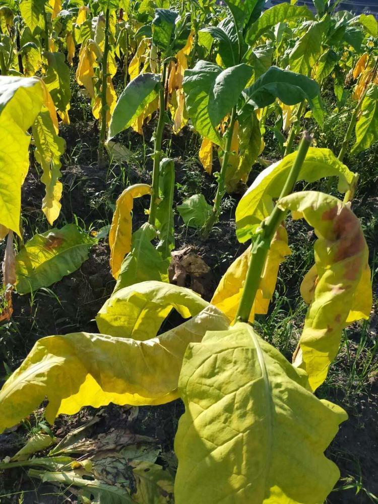 邵武市坊前村烟叶大面积腐烂发黄