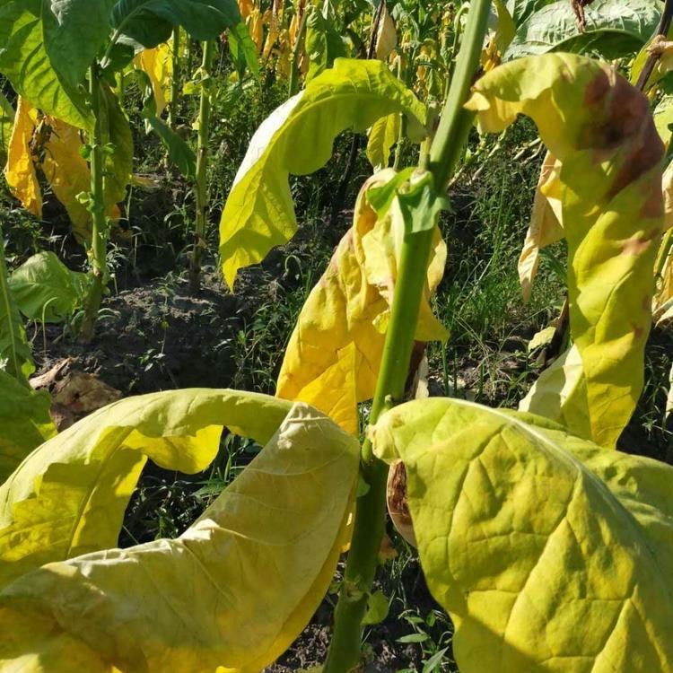 邵武市坊前村烟叶大面积腐烂发黄