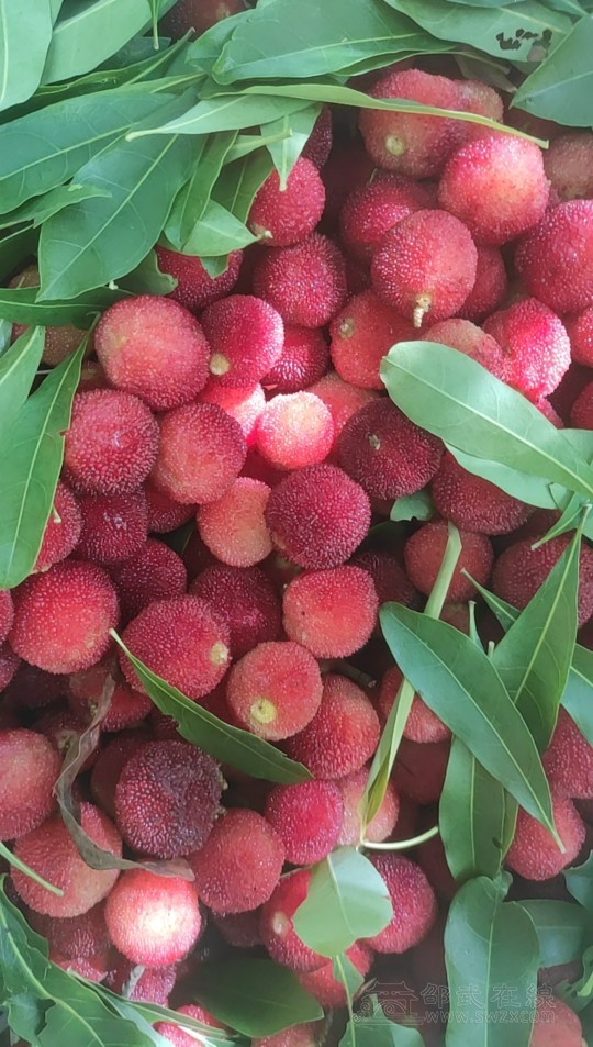 乡下土杨梅有没人要