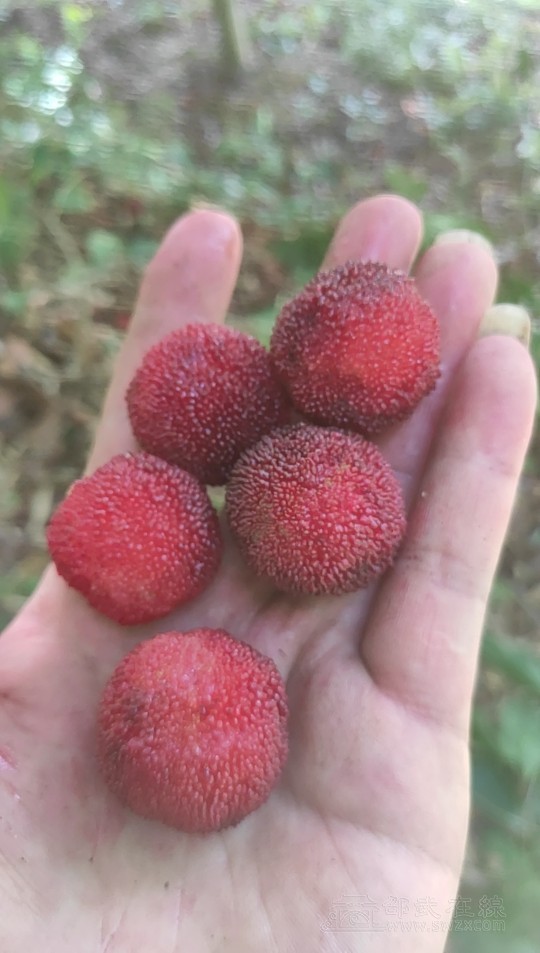 乡下土杨梅有没人要