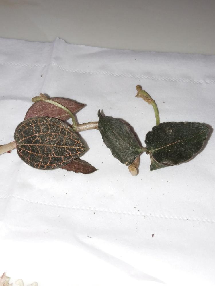 请教大家这种金线莲是否是假的