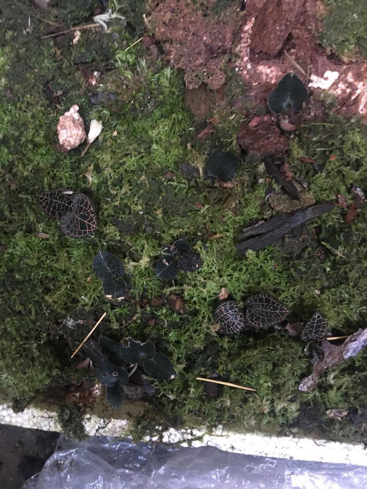 请教大家这种金线莲是否是假的