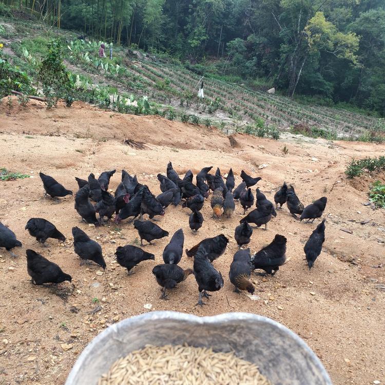 黑土鸡