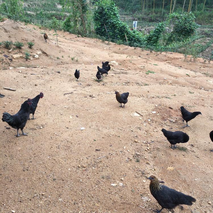 黑土鸡