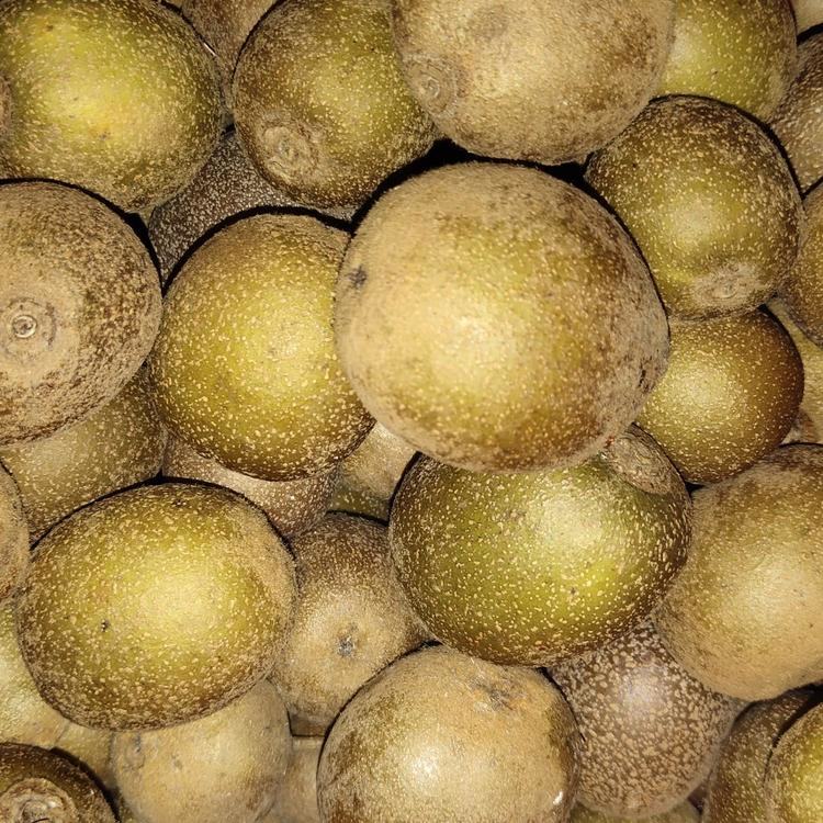 你们摘的牛卵子黄了吗