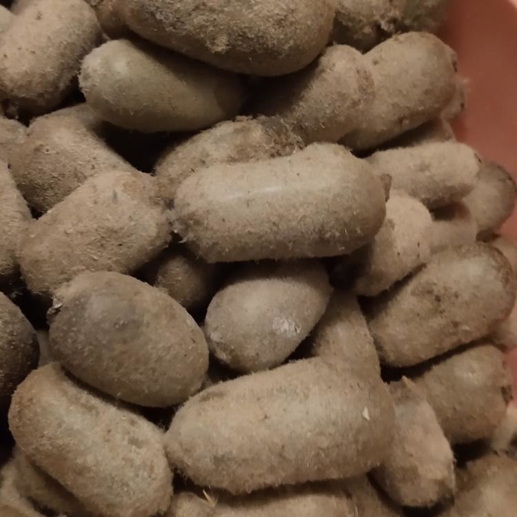 你们摘的牛卵子黄了吗