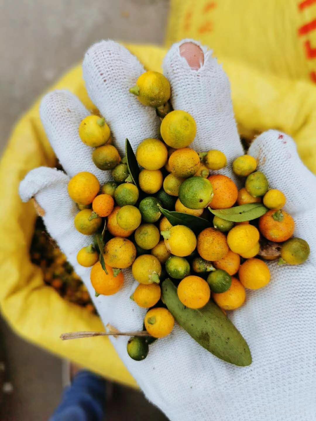 求购当地野生小金桔个头只有烟头大小