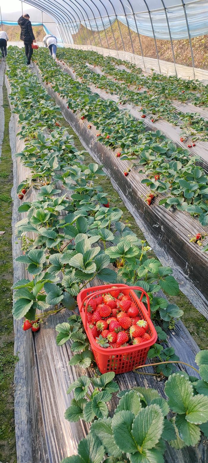 离我最近的草莓采摘园图片