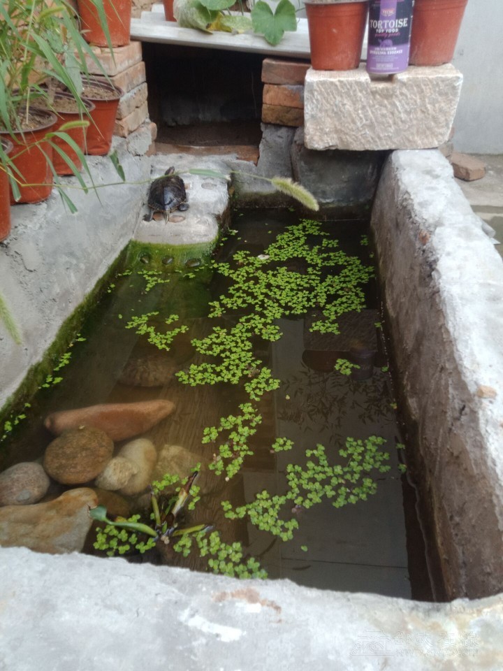 做一个类似这样乌龟池多少钱