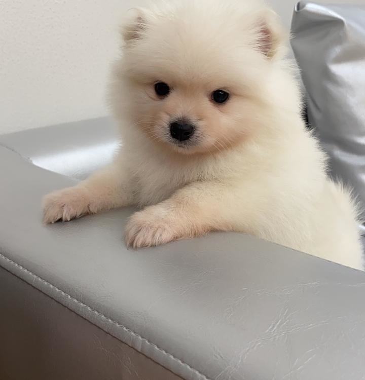 急找6号从邵武宠物乐宠坊宠物店买四个月大博美的情侣