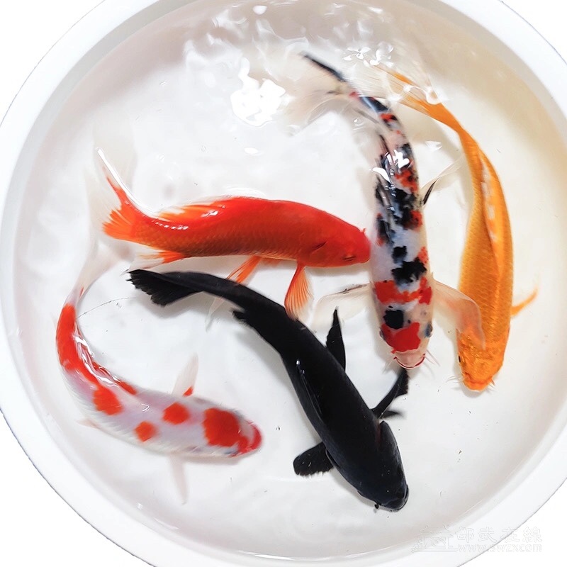锦鲤鱼缸18650660789微信同号