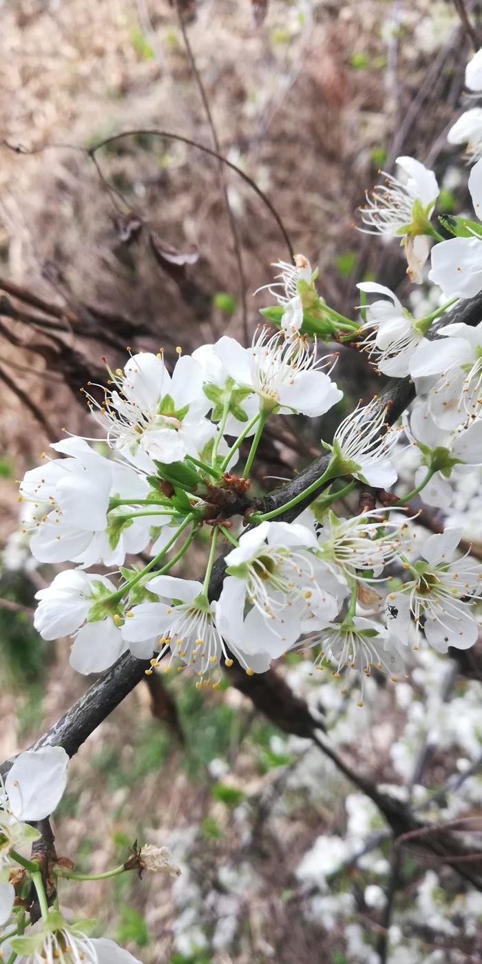 李子树什么时候开花图片