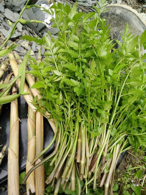 邵武附近哪里有水芹菜采吗