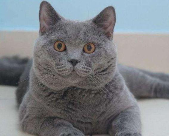 养了三年英短蓝猫灰