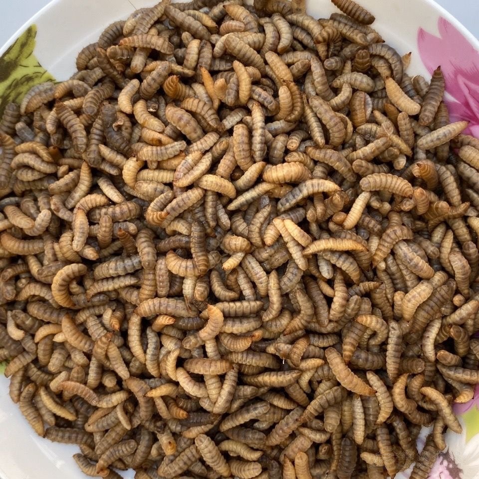 钓鱼虫哪里有卖?