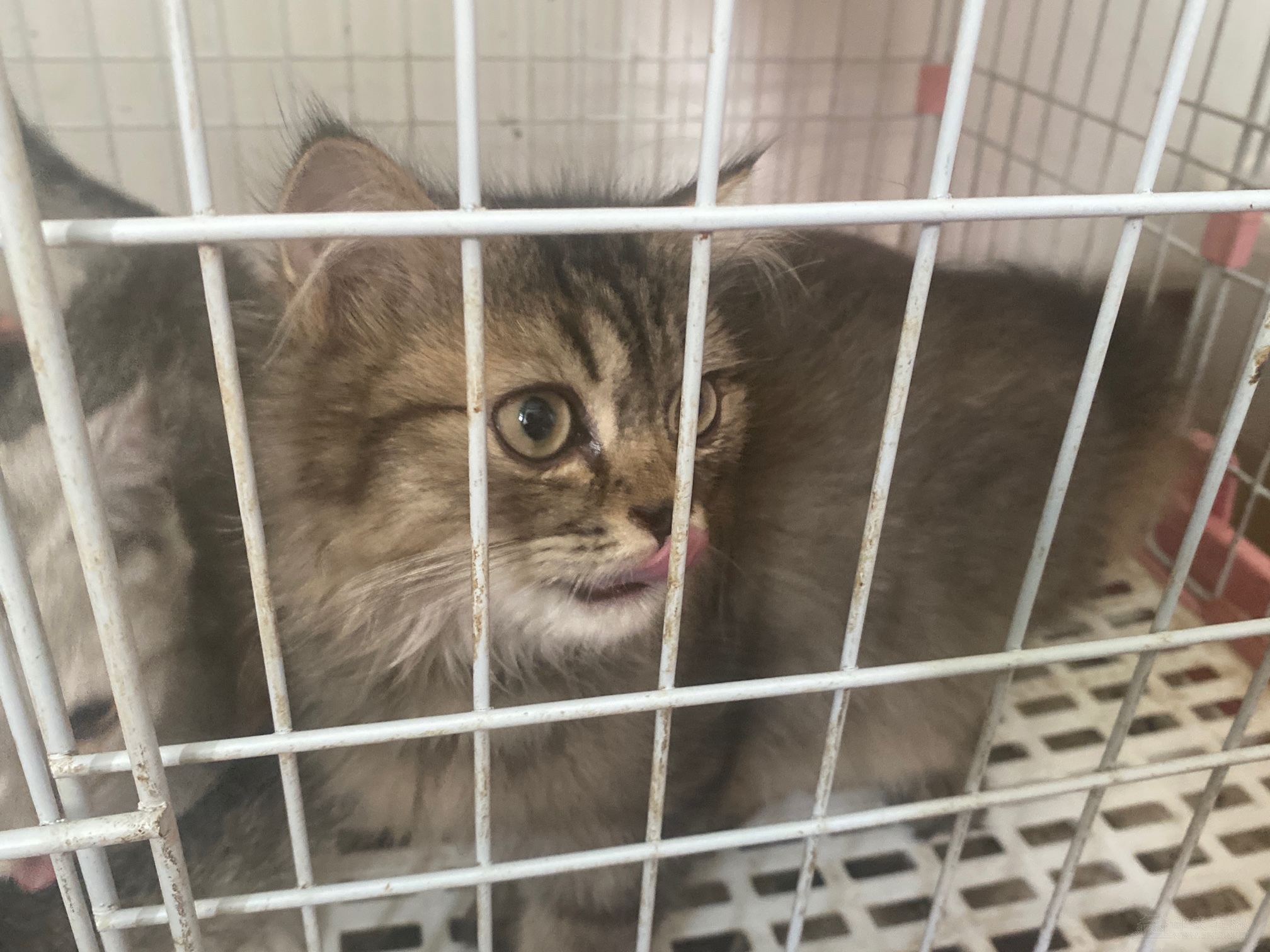 高地虎斑长毛猫便宜出售